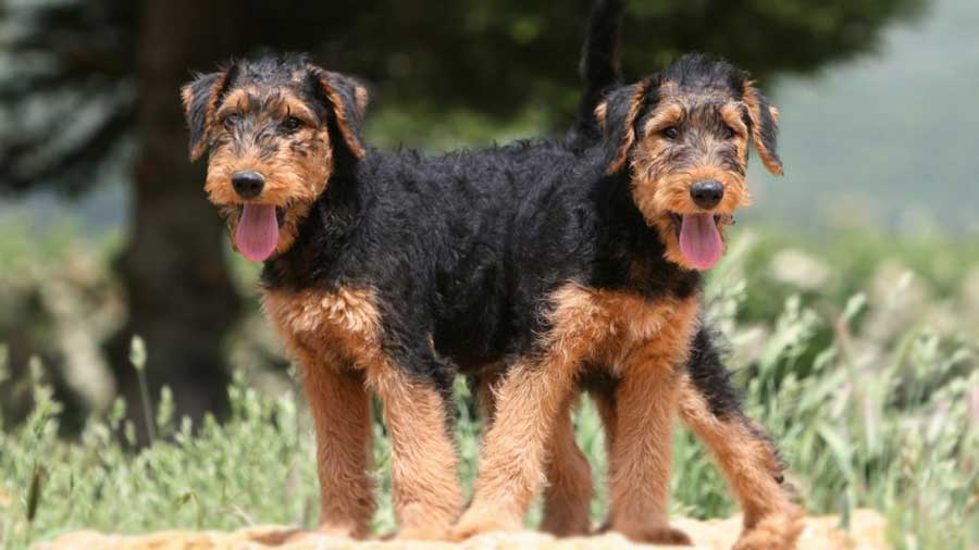 Airedale Terrier