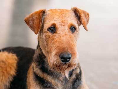 Airedale Terrier Precio