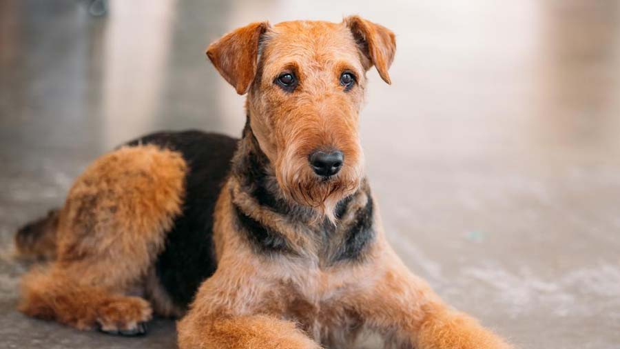 Airedale Terrier