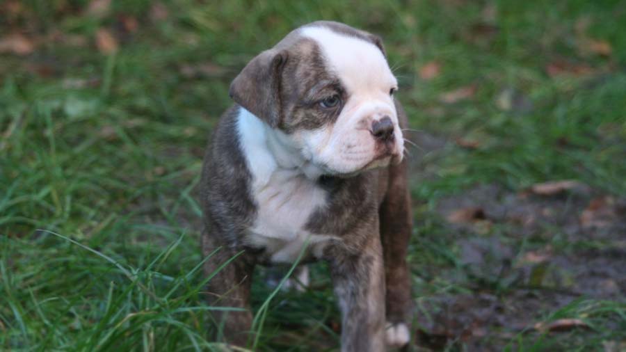 Bulldog Alapaha de Sangre Azul