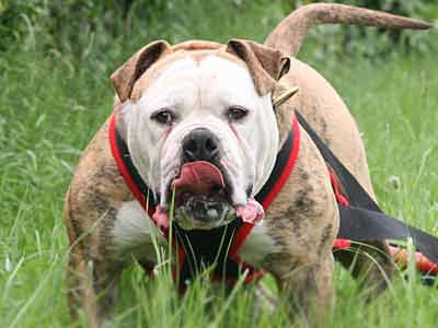 Bulldog Alapaha de Sangre Azul Precio