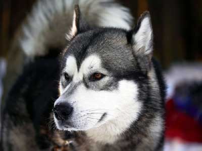 Husky de Alaska Precio