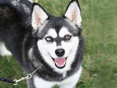 Alaskan Klee Kai Precio