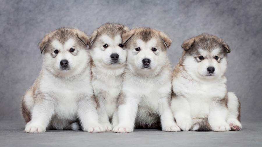 Malamute de Alaska