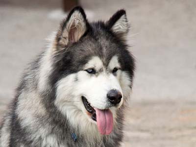 Malamute de Alaska Precio