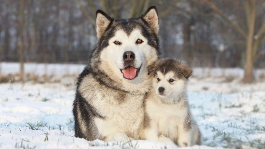 Malamute de Alaska