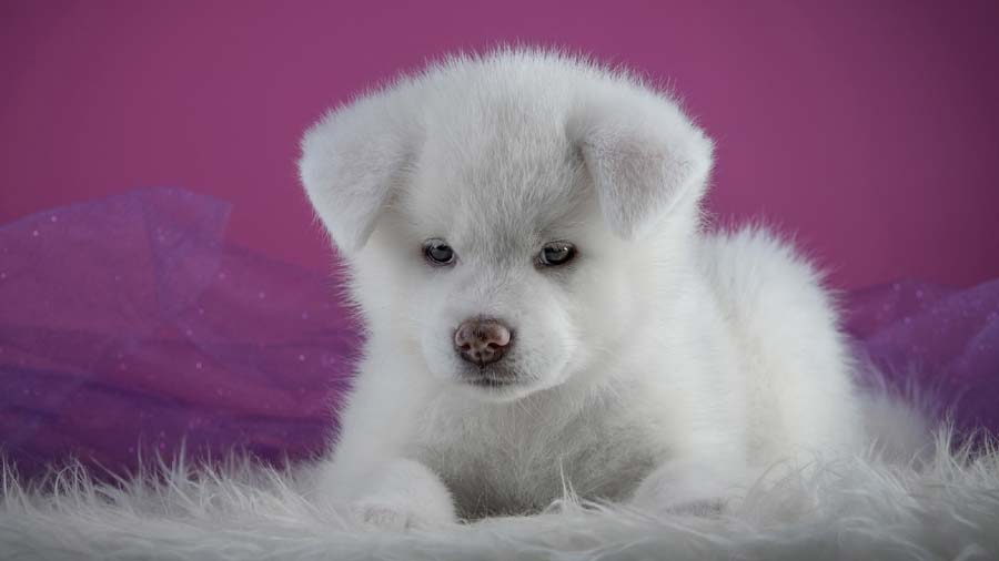 Akita Inu