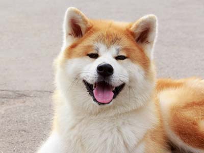 Akita Inu Precio