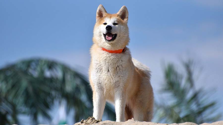 Akita Inu precio, información, características del perro