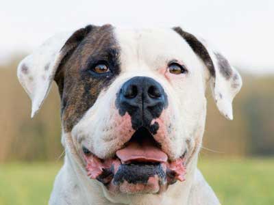 Bulldog Americano Precio