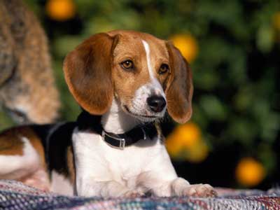 Foxhound Americano Precio