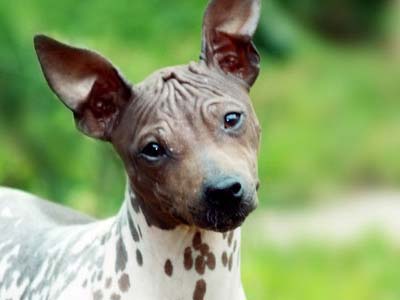 Terrier Americano Sin Pelo Precio