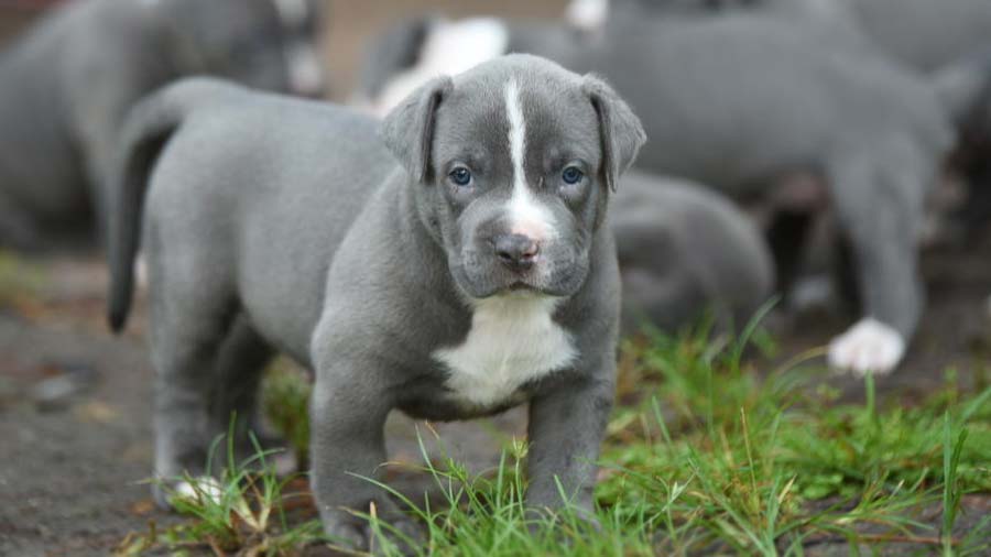 Pitbull Blue