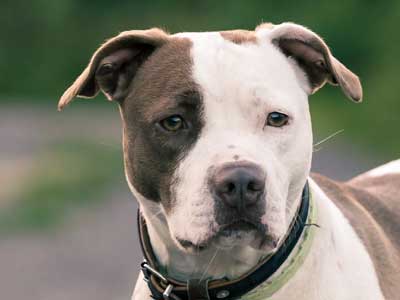 Pitbull Terrier Americano Precio