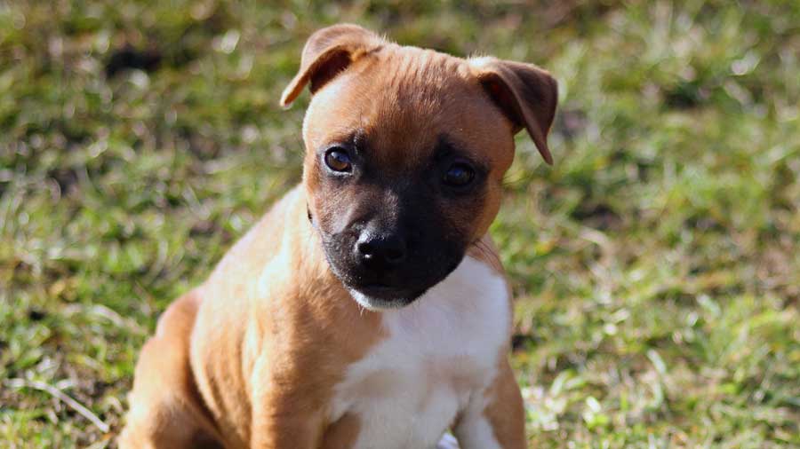 Staffordshire Terrier Americano