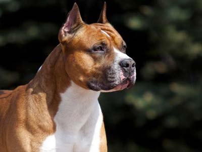 Staffordshire Terrier Americano Precio
