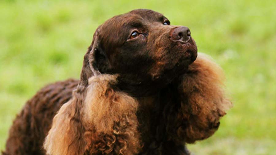 Perro de Agua Americano