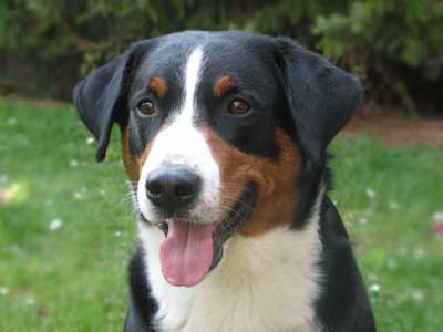 Appenzeller  Precio