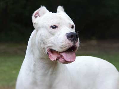 Dogo Argentino Precio