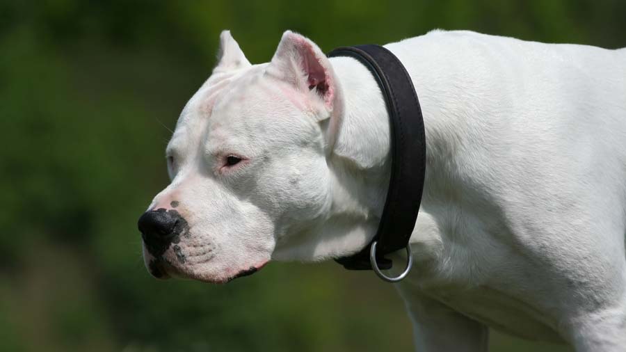 Dogo Argentino