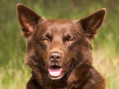 Kelpie Australiano Precio