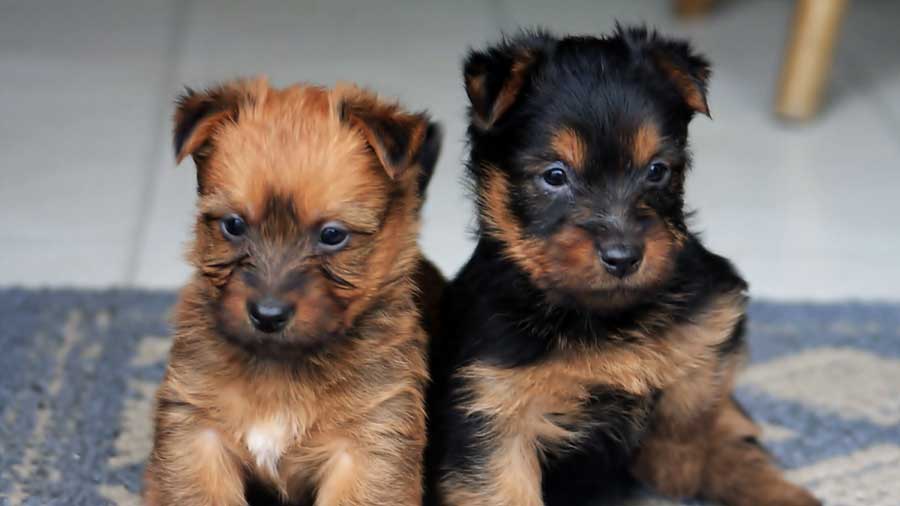 Terrier Australiano