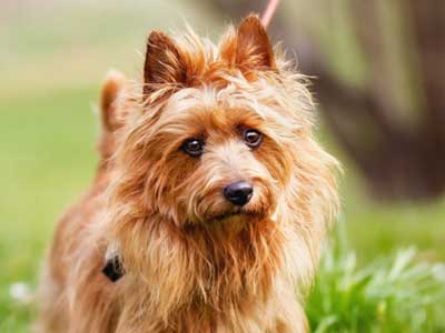 Terrier Australiano Precio