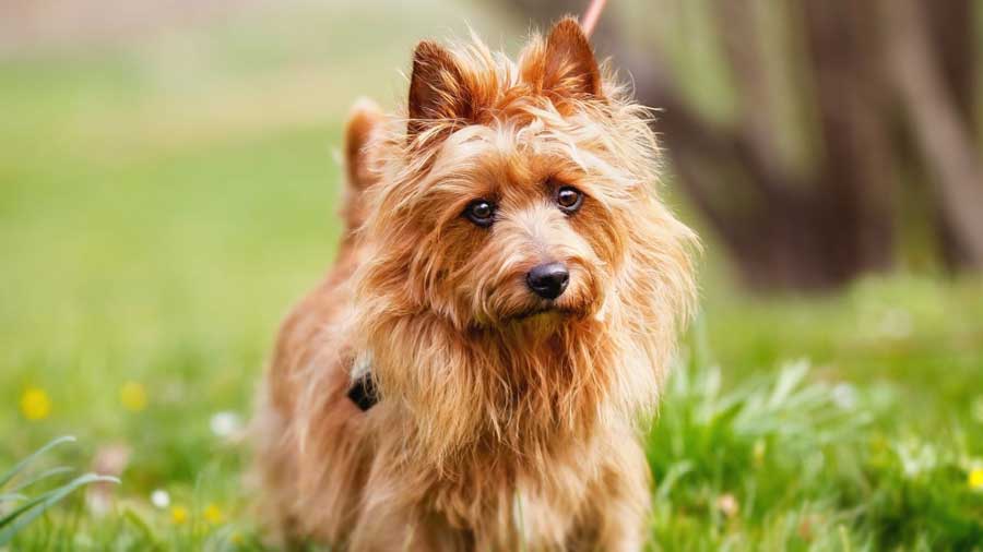 Terrier Australiano