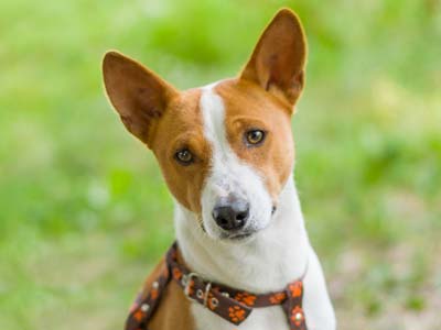 Basenji Precio