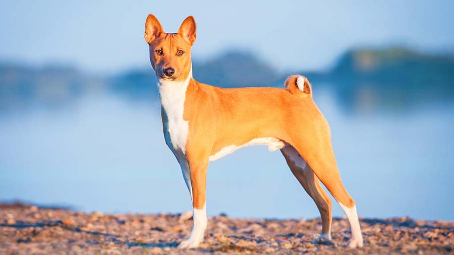 Basenji