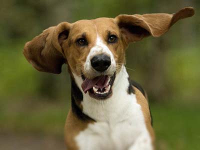 Basset Artesien Normand Precio