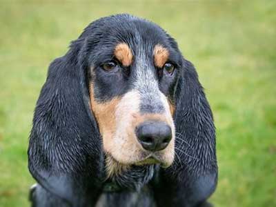 Basset Azul de Gascuña Precio