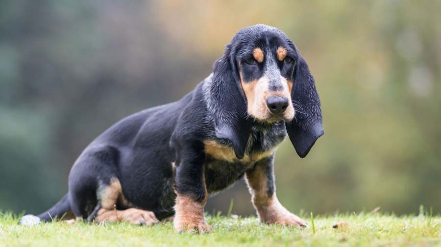 Basset Azul de Gascuña