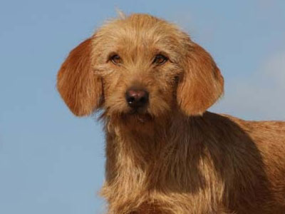 Basset Fauve de Bretagne Precio