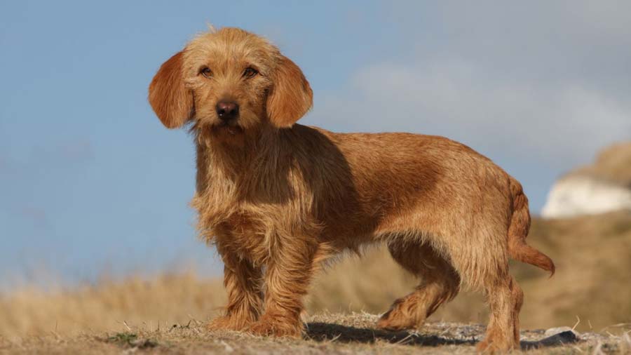 Basset Fauve de Bretagne