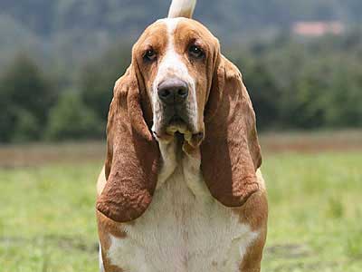 Basset Hound Precio
