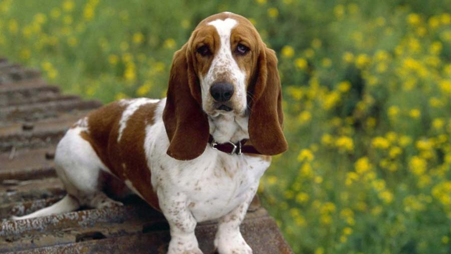 Basset Hound