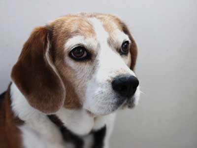Beagle-Harrier Precio