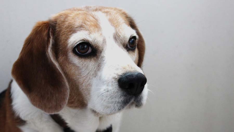 Beagle-Harrier