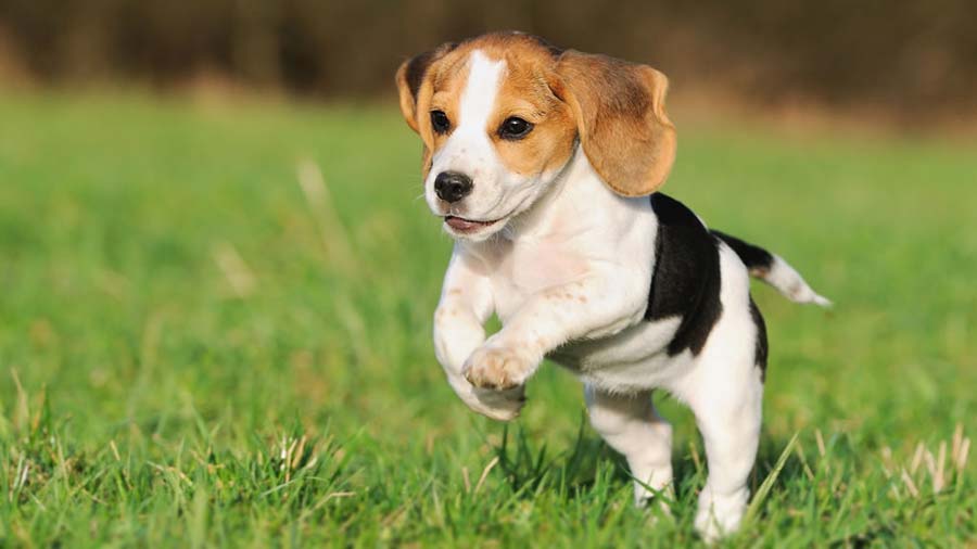 Beagle