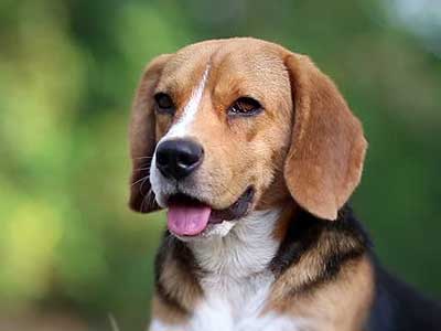 Beagle Precio