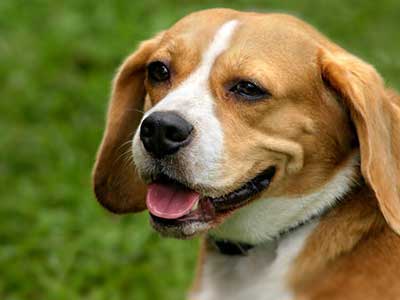 Beaglier Precio