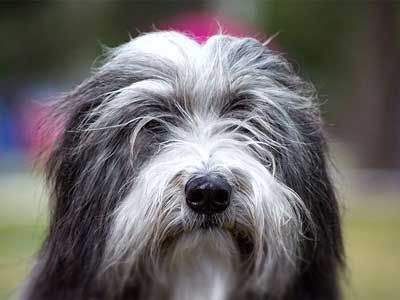 Collie Barbudo Precio