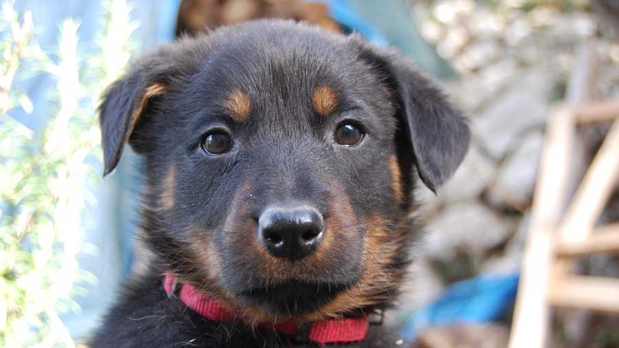 Beauceron