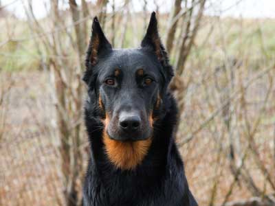 Beauceron Precio