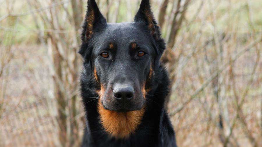 Beauceron