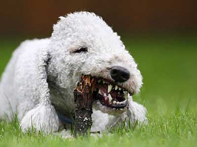 Bedlington Terrier Precio