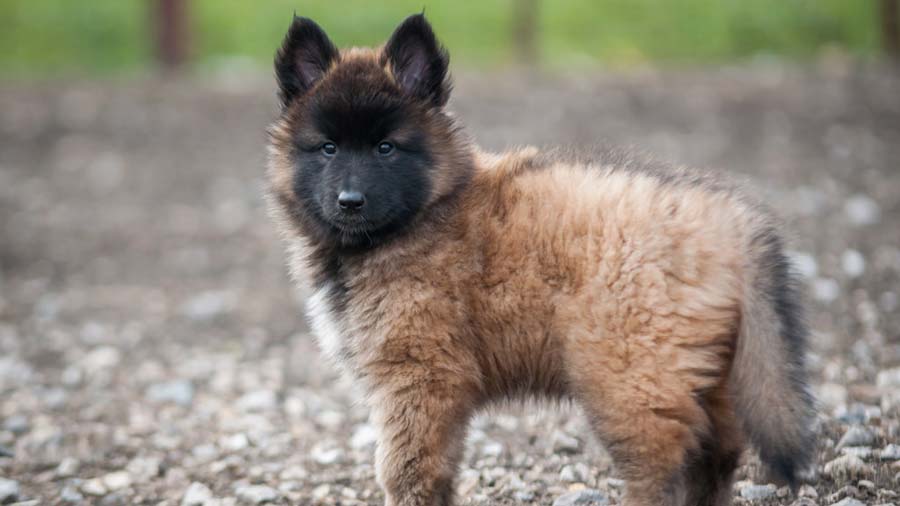 Pastor Belga Tervuren Precio Informaci n Caracter sticas Del Perro 