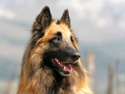 Pastor Belga Tervuren Precio