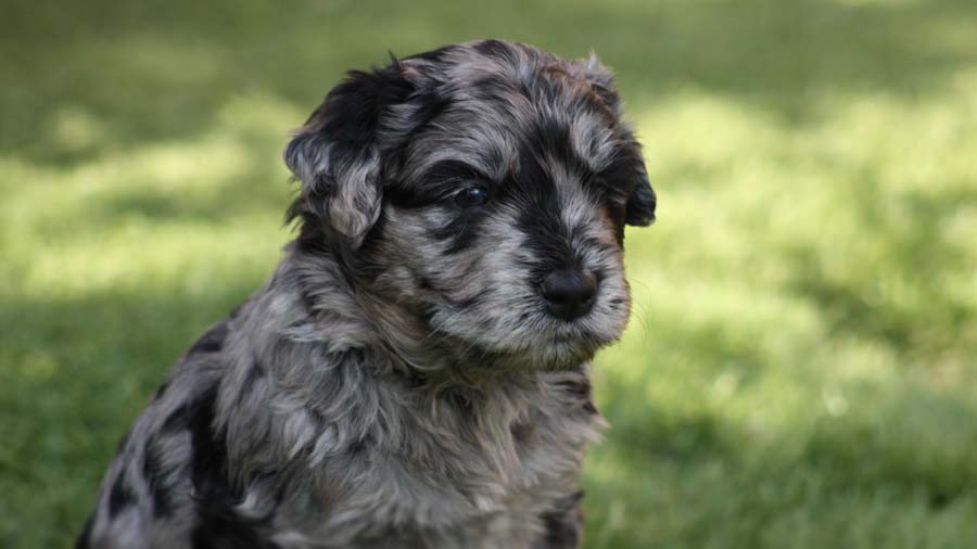 Bergamasco